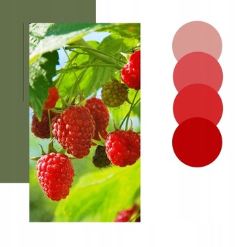 Красная малина - ОСЕНЬ - Повторное плодоношение