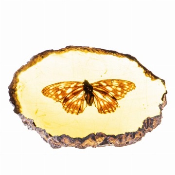 Bursztyn Naturalny Motyl Dekoracja Prezent Kolekcjonerska Antyki24