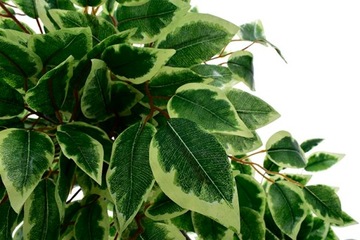 ДЕРЕВО ИСКУССТВЕННОЕ РАСТЕНИЕ КОМПОЗИЦИЯ УКРАШЕНИЕ ОФИС ДОМА ЛИСТЬЯ ЦВЕТОК