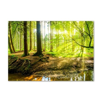 Foto obraz szklany Promyki słońca las 100x70