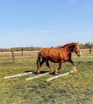HorseMania - пенопластовые палки, комплект - 3 шт. 3,3мx10см ПЕРСОНАЛИЗАЦИЯ
