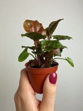 Syngonium Maria Roślina o czarnych liściach | dla początkujących