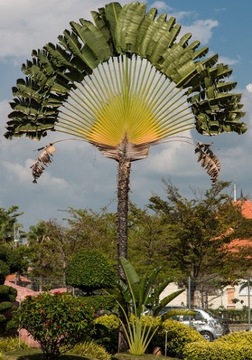 PIELGRZAN MADAGASKARSKI DRZEWO PODRÓŻNIKÓW 3 NASIO