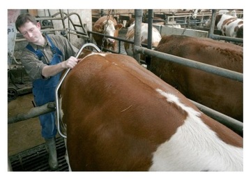 СОБОР МАШИНЫ ДЛЯ коровы, укротителя скота