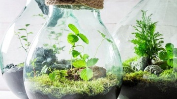 Лес в банке ЗЕМЛЯ С МИКРОКЛИМАТОМ Биогумус 30л