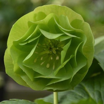 CIEMIERNIK HELLEBORUS GREEN ZIELONY Pełne zielone kwiaty