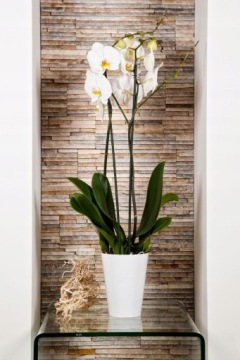 DONICZKA OSŁONKA NA STORCZYK KWIETNIK PLASTIKOWA ROŚLINY 13 CM BIAŁA KADAX