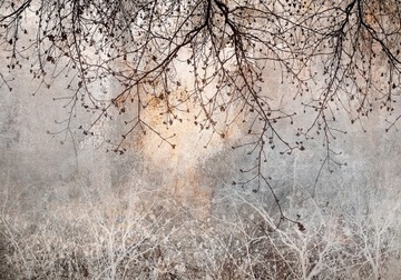 FOTOTAPETA DRZEWO GAŁĄZKI 400x280 b-C-10084-a-a
