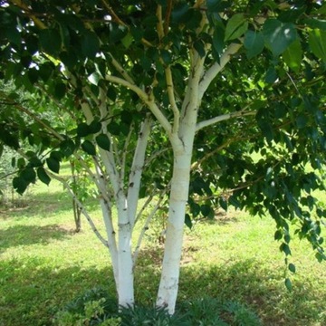 Большая береза ​​80 см XXL плотная большая береза ​​серебристая красивое дерево