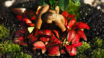 Микроклимат Лес в банке Бонсай, высота 33 Фиттония