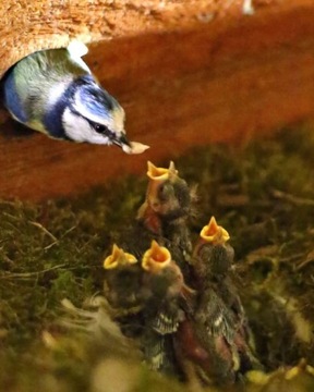 СКВОРОТКА HOTEL BIRD HOUSE БЕЛАЯ ДЕРЕВЯННАЯ ДЕКОРАТИВНАЯ 22,5 СМ 95