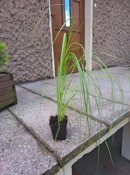 TRAWA PAMPASOWA BIAŁA p9 Z MAZUR 50-60cm