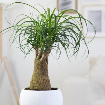 Beaucarnea recurvata SŁONIOWA STOPA- łatwa uprawa