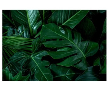 Fototapeta 368x254cm Monstera zielone liście lub