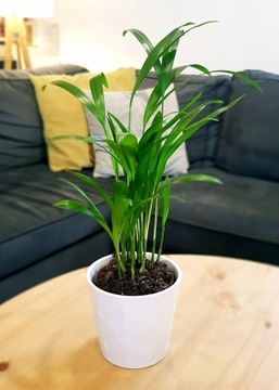 Palma Areca Areka Nawilżacz Powietrza DYPSIS