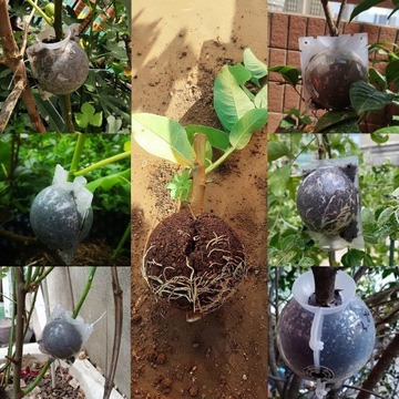 ШАРИКИ ДЛЯ УКОРЕНЕВАНИЯ РОЗ И РАЗМНОЖЕНИЯ СЕМЯНАМИ ШАРИКОВЫЕ ВОЗДУШНЫЕ ШЕЙКИ 10 шт.