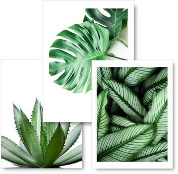 Zestaw MONSTERA 3 obrazki 30x40 plakaty