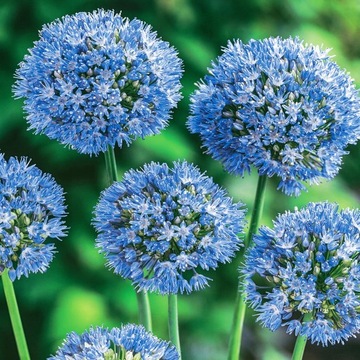 Allium Caeruleum Czosnek Błękitny 5 szt cebulkI