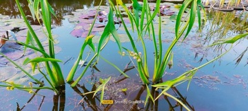 Flore Plena полноцветковая водяная стрела для пруда