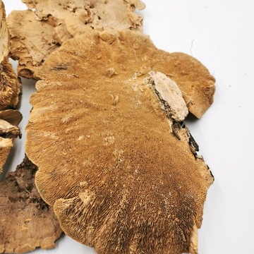 Хуба сушеная - для картины из мха хроботек, 1 шт.