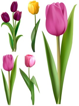 NAKLEJKI NA OKNO LUSTRO SZYBĘ TULIPANY KWIATY
