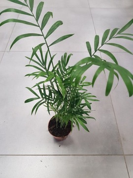 Chamaedorea elegans