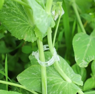 50 шт. прозрачные зажимы для растений.