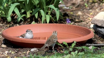 Terra Pod25 стоять под горшкой DCE30