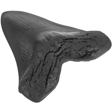 ГИГАНТСКИЕ УКРАШЕНИЯ ЗУБОВ МЕГАЛОДОНА