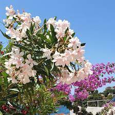 ПОЧВА ДЛЯ ОЛЕАНДРОВЫХ ОЛИВОК ЦИТРУСОВАЯ ЛАВАНДА КОМПО