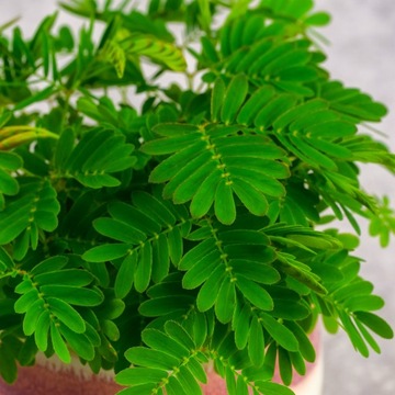Mimosa Pudica MiMOZA wstydliwa roślinka rozmiar S Bardzo delikatna roślina