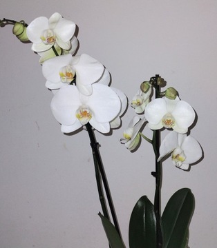 2-стебельная орхидея