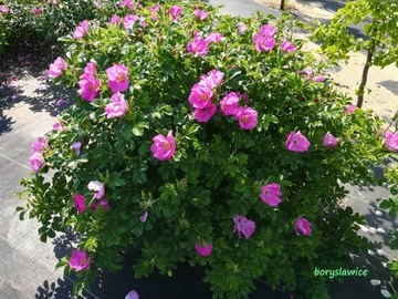 Роза медовая Rosa Rugosa, рассада, съедобная, 30 см, многолетняя, морозостойкая.