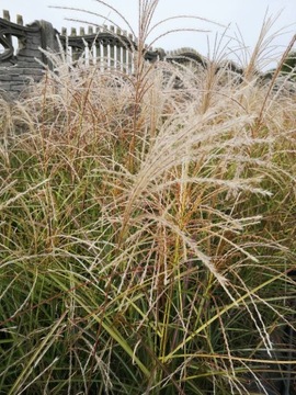 Miscanthus sinensis Flamingo - Miskant chiński C3