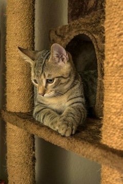 LINA JUTOWA KRĘCONA DEKORACJA SZNUR JUTOWY 36mm 5m