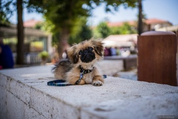 SAMYANG AF 45 1.8 Sony E+тест от Cichy