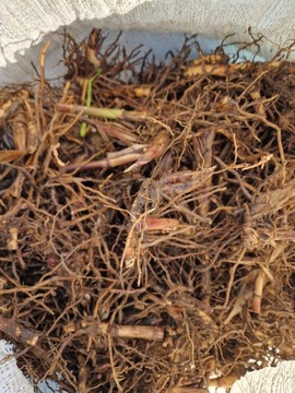 Корневые черенки мискантуса гигантского, 30 шт., высокая декоративная трава