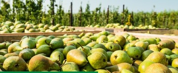 KOBE 20 SP 80G ТЛЯ ВРЕДИТЕЛИ КЛУБНИКИ ОВОЩИ ФРУКТЫ