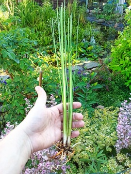 Маленький рогоз Typha minima для пруда и вокруг него.