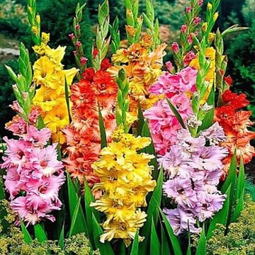 Gladiolus Mieczyk karbowany mix 10 szt Mieczyki Cebulki cebule kwiatowe