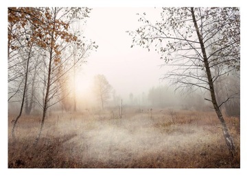 FOTOTAPETA LAS WE MGLE DRZEWA POLE NATURA TAPETA ŚCIENNA SYPIALNIA 368x254