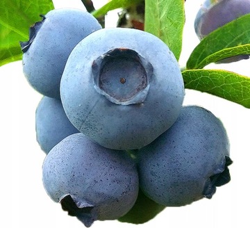 BLUEBERRY CHANDLER опылитель BIG FRUIT / рассада