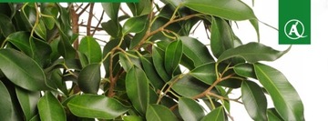 Распылитель Marolex Mini 500 мл