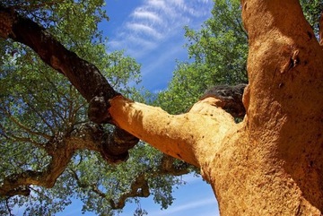 СТЕНОВЫЕ ПРОБКОВЫЕ СТЕНОВЫЕ ПАНЕЛИ TENERIFE NATURAL