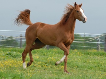СТОЛБЫ ДЛЯ ЗАБОРА СЦЕЛЬНЫЕ МЕТАЛЛИЧЕСКИЕ 150СМ ДЛЯ ОВЧАРКИ, 20 шт.