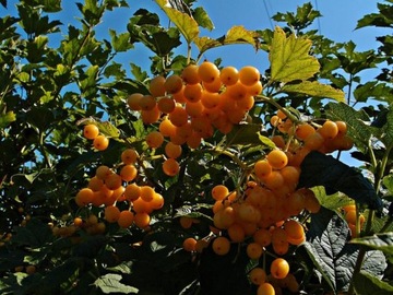 Kalina koralowa XANTHOCARPUM POMARAŃCZOWE KORALE