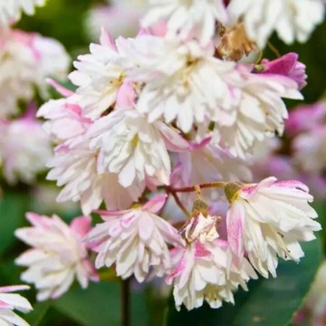Żylistek szorstki 'Codsall Pink'