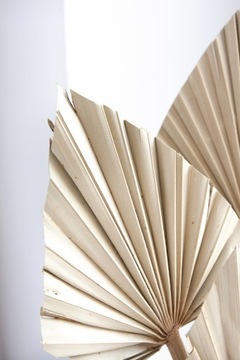 Сушеный пальмовый лист ARROW PALM SPEAR веер
