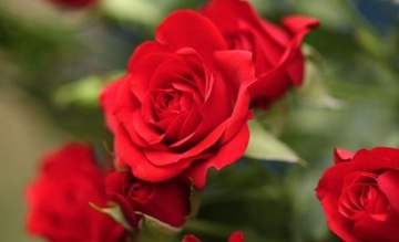 Комплексная защита 2в1 100мл Substral Flowers