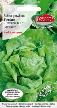 Sałata masłowa głowiasta Ewelina 0,5g nasiona